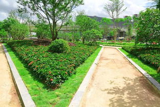 土壤改良技術(shù)在園林綠化工程施工中的實際運用