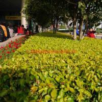 園林綠化工程施工與養(yǎng)護承包 打造綠色生態(tài)之美