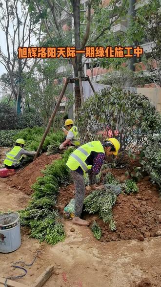 聚焦小區綠化施工現場 園林綠化工程的進度管理與實踐